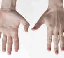 Части руки: особенности анатомии
