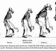 Antoanele antropoide și omul sunt asemănări și diferențe. Tipuri și semne ale maimuțelor moderne…