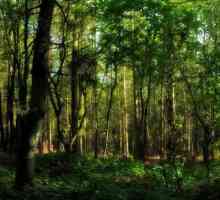 "Mai departe în pădure, mai mult lemn." Semnificația și esența proverbului