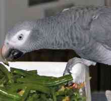 Ce să hrănești papagalul: hrană, vitamine, suplimente minerale