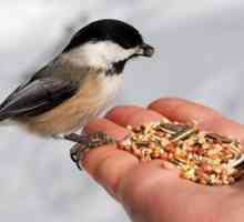 Ce să hrănești păsările în timpul iernii. Ce să hrănești păsările stradale în timpul iernii