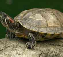 Ceea ce se hrănește cel mai adesea cu broaștele țestoase roșii