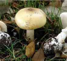 Ce este ciuperca de ciuperci periculoasă?