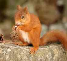 Ce veverițe mănâncă în pădurile noastre?