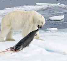 Ce mănâncă urșii polari? Urmeaza ursul polar al pinguinilor?