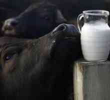 Cât de utilă este laptele de bivoliță? Calorii și valoarea nutritivă a băuturii