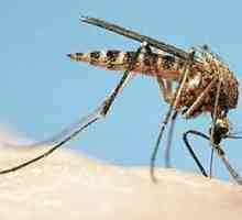 Cum să eliminați mâncărimea de la mușcăturile de țânțari la adulți și copii? Sfat bun