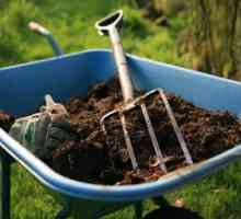 Cum să fertilizeze terenul în toamnă, dacă nu există gunoi de grajd? Ce îngrășăminte cad în sol în…