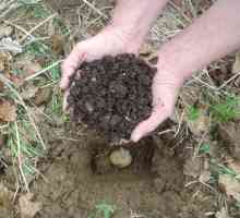Cum să fertilizeze cartofii când se plantează în gaură?