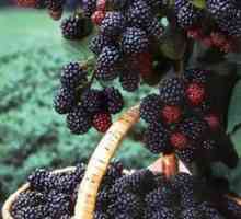 Black Raspberry Cumberland: plantare și îngrijire. Zmeură Cumberland negru: descriere, plantare,…