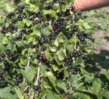Coacăz negru `dobrynya`: o descriere a soiului, regulile tehnologiei agricole