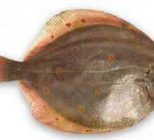 Black flounder din Marea Neagră: fotografie și descriere