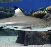 Черноперая рифовая акула: отличительные черты и образ жизни