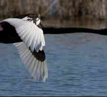 Lebada neagră este o pasăre nobilă
