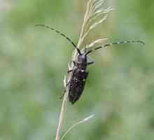 Черный сосновый усач: внешний вид, описание стадий развития и вред, причиняемый насекомыми