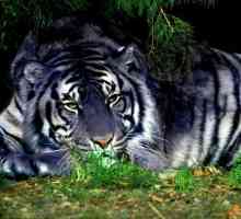 Negru tigru - un semn al elementului de apă