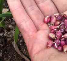 Чеснок семенами: когда сажать и как выращивать?