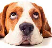 Ce trebuie să dai unui câine cu diaree: cauze și tratament