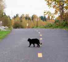 Ce trebuie să faceți dacă o pisică neagră a trecut pe drum: măsuri de protecție