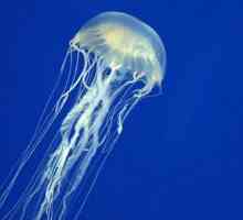 Ce trebuie să faceți în cazul în care meduza urlă: prim ajutor, medicamente, remedii populare