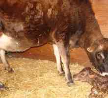 Ce trebuie să faceți: vaca a dispărut, dar nu există lapte? Cum să hrăniți vițelul? Mastita la o…