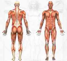 Ce să faci cu întinderea mușchilor corpului unei persoane?
