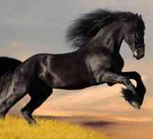 Ce spune cartea de vis: calul negru visează ce? Semnificația și interpretarea unui vis