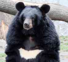Ce este tratat pentru bilele de urs? Proprietățile și aplicarea bilei de urs