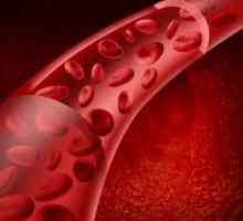 Что обеспечивает непрерывность движения крови по сосудам? Непрерывность и причины движения крови