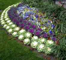 Ceea ce crește pe patul de flori: secretele frumuseții naturale