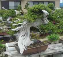 Ce este bonsai? Cum să crești un copac în miniatură acasă?