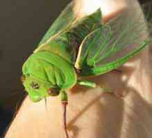 Ce este o cicada? Înțelesul cuvântului din dicționarul explicativ