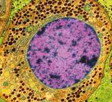 Ce este citoplasma? Structura, compoziția și proprietățile citoplasmei