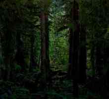 Ce este o pădure densă?