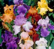 Ce este o rădăcină violetă? Cele mai renumite tipuri de iris: descriere cu fotografie