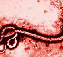 Ce este Ebola și cum se transmite virusul la om?
