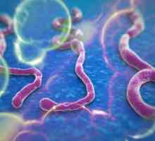 Ce este Ebola? Febra febrei: cauze, simptome, efecte