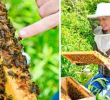Ce este planta cu miere? Unde se întâmplă, ce utilizare este alocată?