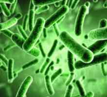 Ce este microbiologia. Ce studiază microbiologia? Bazele Microbiologiei