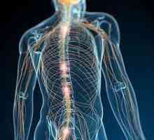 Care este sistemul nervos? Activitatea sistemului nervos, starea și protecția