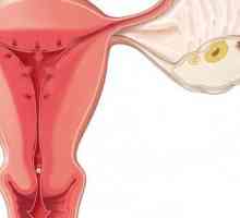 Ce este ovulația și cum se calculează aceasta? Calculator de ovulație