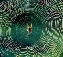 Ce este webul și de ce păianjenii îl tricotesc