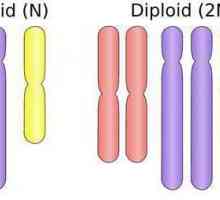 Ce este poliploidia? Ce rol joacă în reproducere și în natură