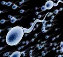 Что такое сперматогенез? Определение, периоды
