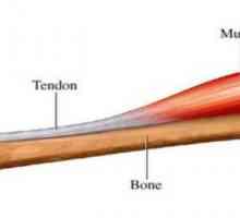 Ce este un tendon: definiție, funcții, exemple