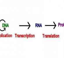 Ce este transcripția în biologie? Acesta este stadiul de sinteză a proteinelor