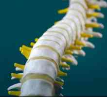 Care este ligamentul galben al coloanei vertebrale și cum se manifestă această hipertrofie?