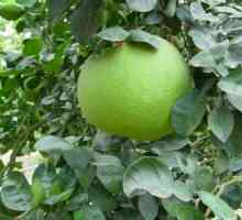 Ce fel de fruct este pomelo? Proprietățile fructelor pomelo. Unde crește pomelo?