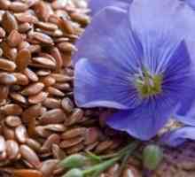 Semințe minunate de in. Proprietăți utile și contraindicații