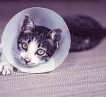 Чумка у кошек: признаки, симптомы и лечение, прививка